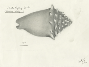 Shell Drawing #4