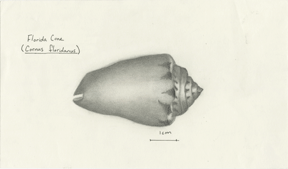 Shell Drawing #6