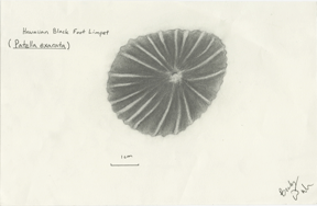 Shell Drawing #5