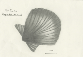 Shell drawing #1